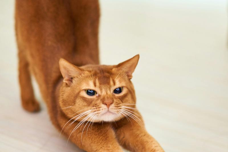 🐱Jóga s koťaty🐱