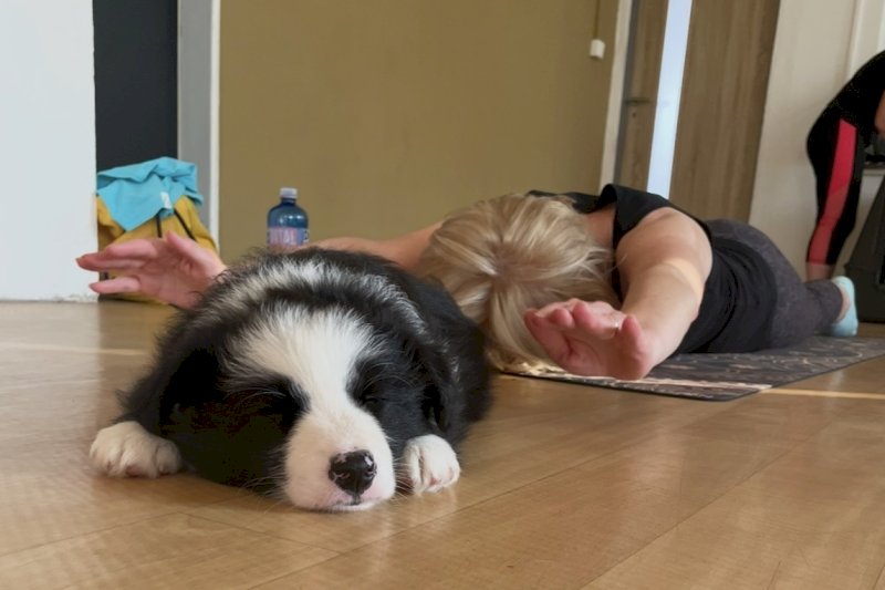 🐶Jóga se štěňátky🐶